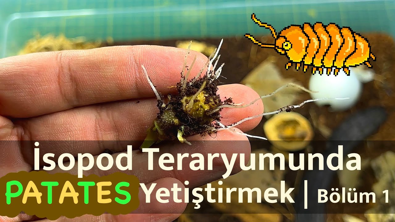 İsopod Teraryumunda Patates Yetiştirmek | Bölüm 1