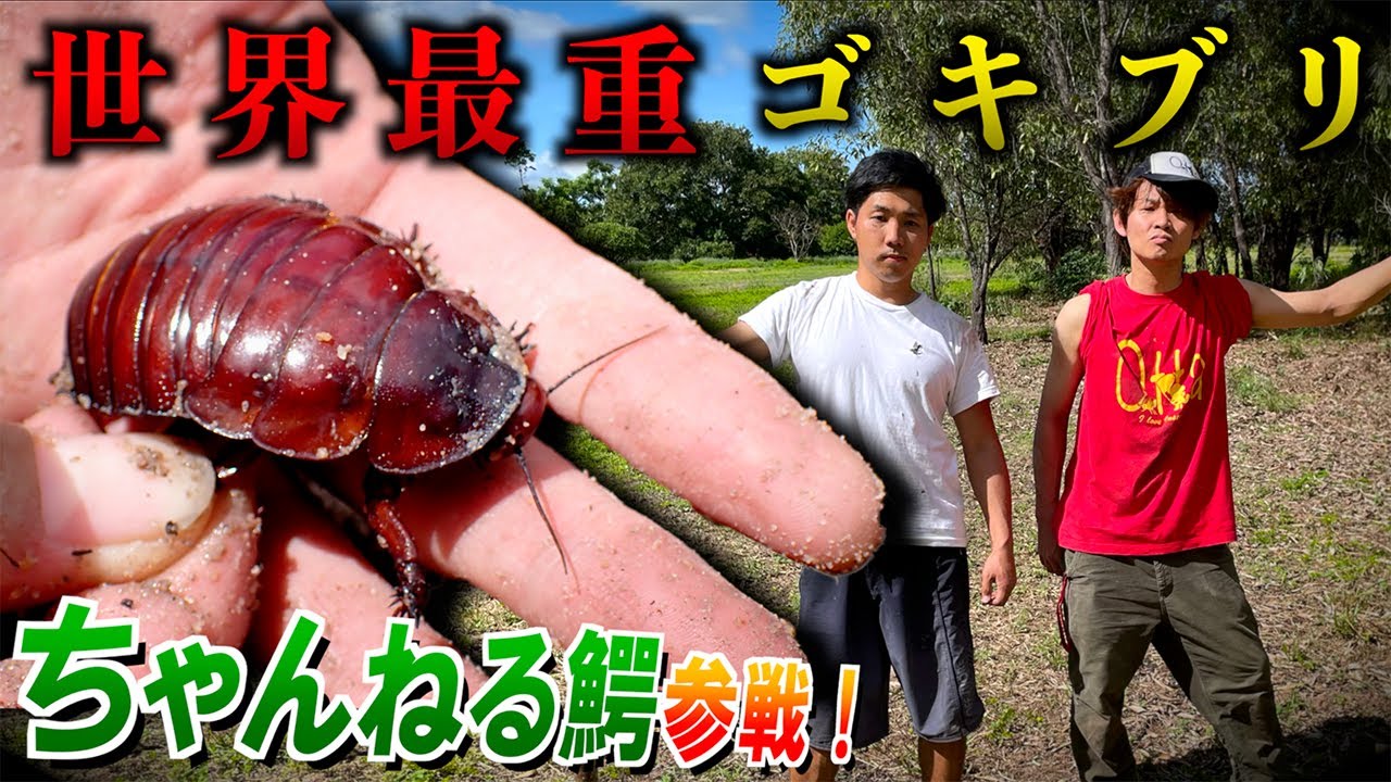 【衝撃】ちゃんねる鰐と世界最重量ゴキブリを捕獲せよ！！