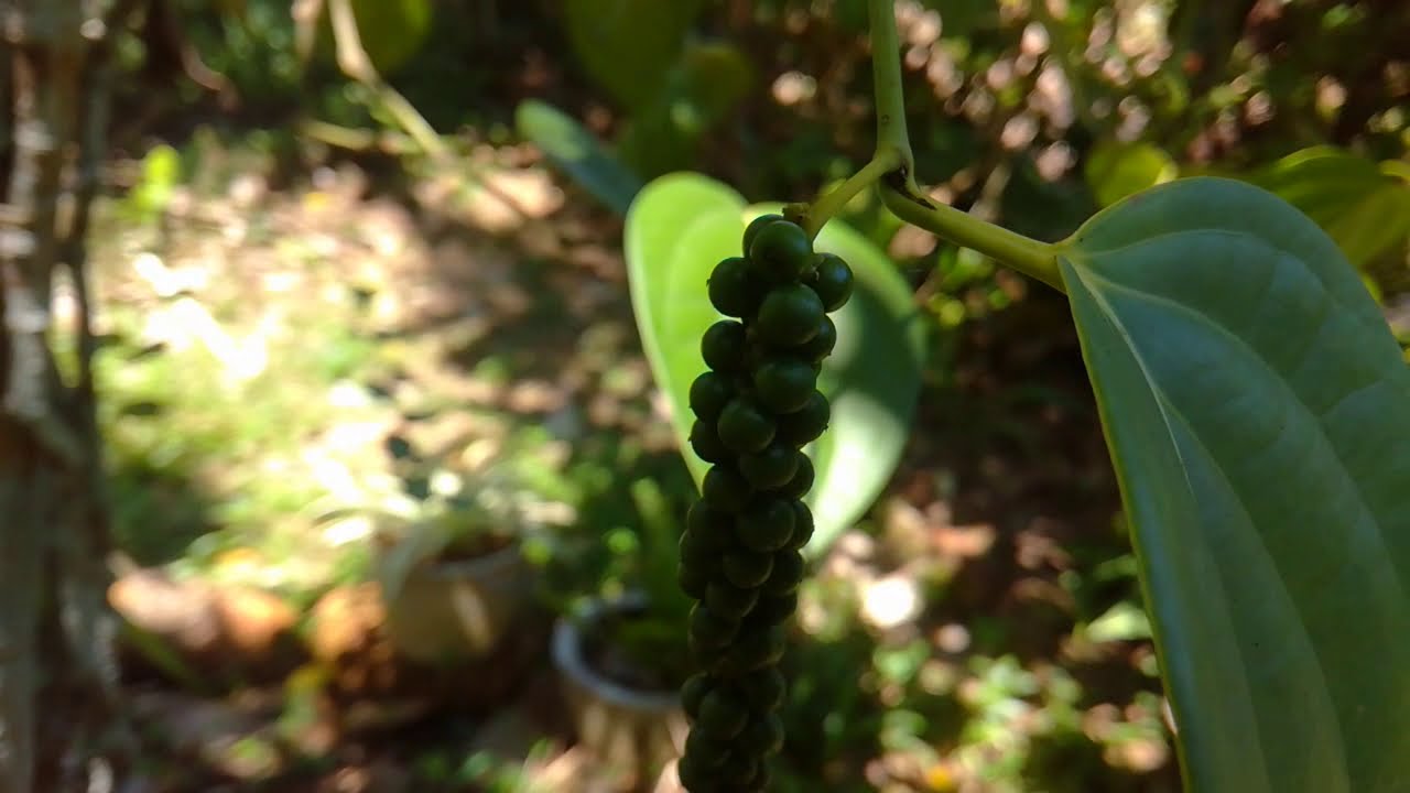 Black pepper (Piper nigrum)