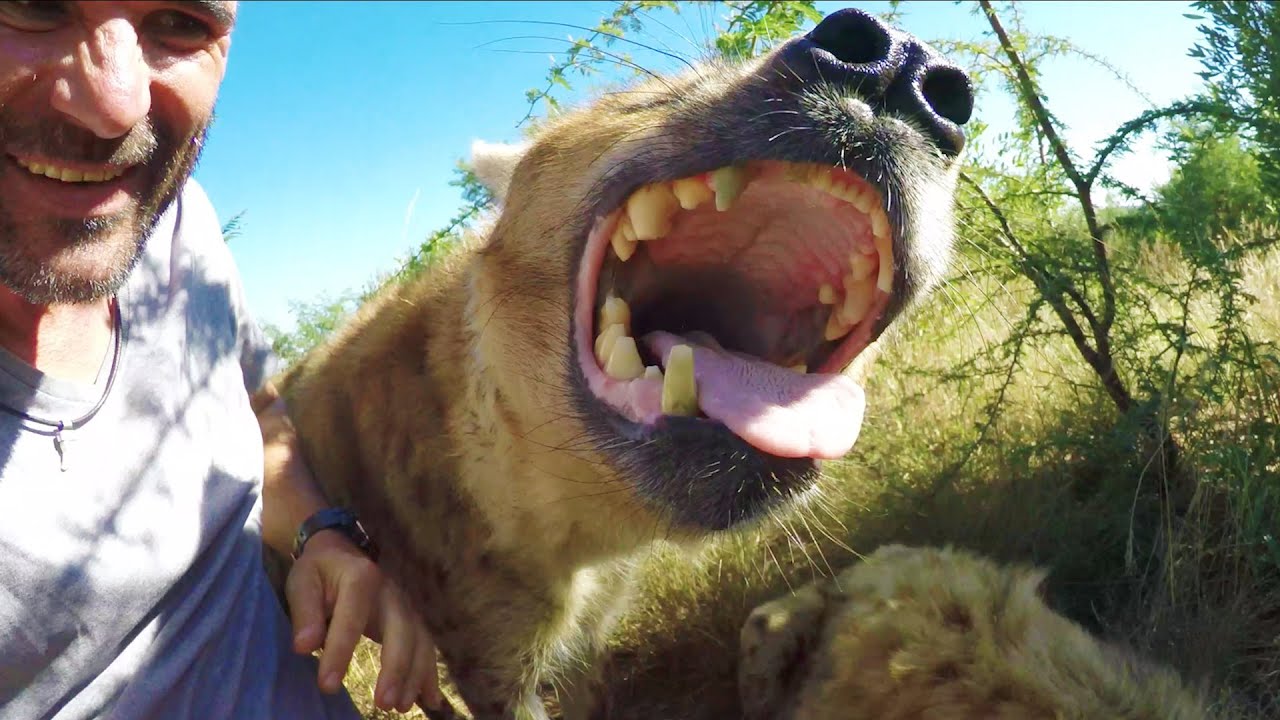 Hanging With Hyenas | The Lion Whisperer