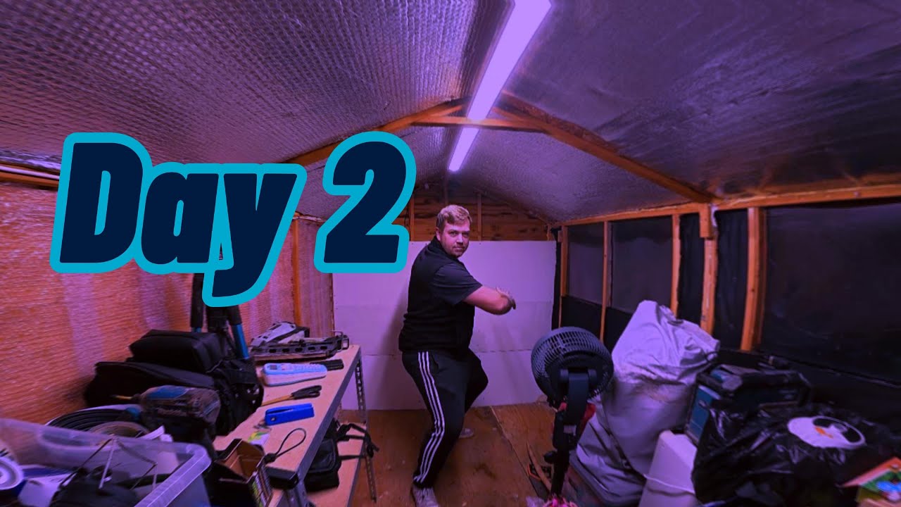 Day 2 of the shed transformation!