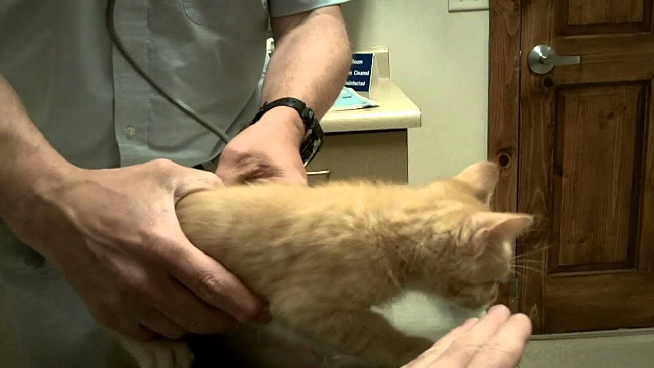 2nd Vet Visit for Helios the Cute Ginger Kitten