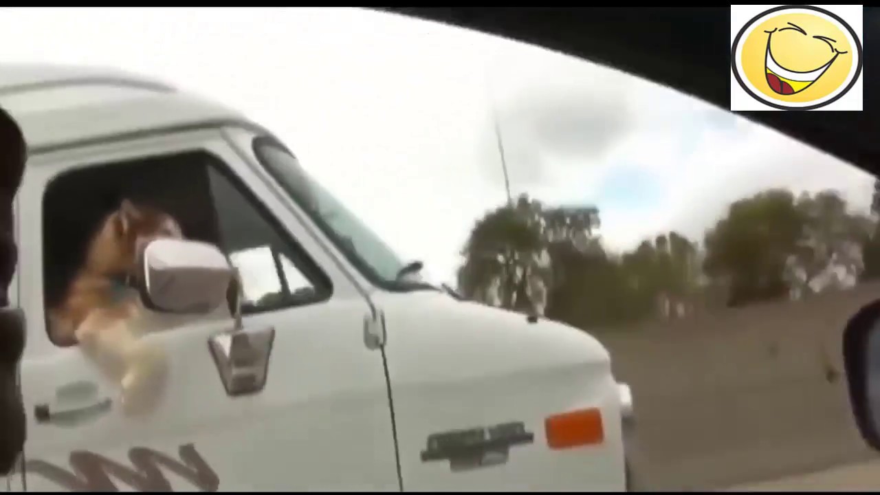Compilation of the Funniest Accidents, July 2017