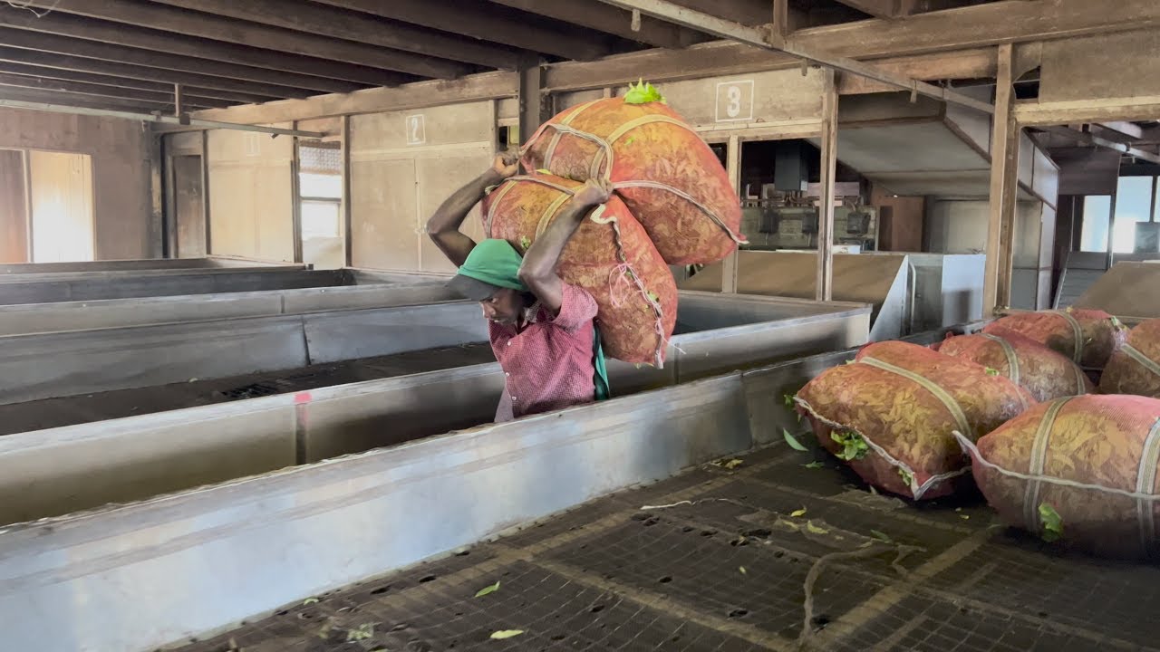 Manufacturing Ceylon Tea Mass Production Process