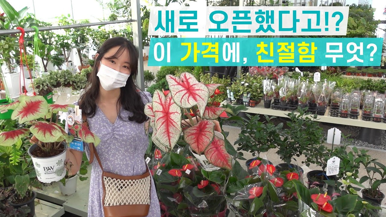 식린이에게 추천👍 희귀 식물부터 흔둥이까지! 가격과 종류 모두 대만족이에요