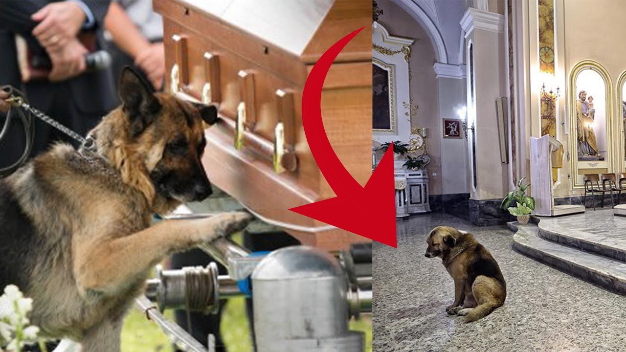 Loyal Dog Attends Church Every Day Where Owner&rsquo;s Funeral Was Waiting For Her To Return