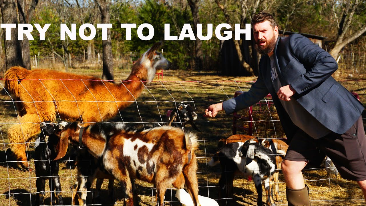 I interviewed farm animals with a tiny mic