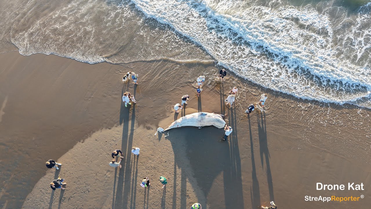 Aangespoelde Blauwe Dwerg Vinvis op het Strand van Katwijk