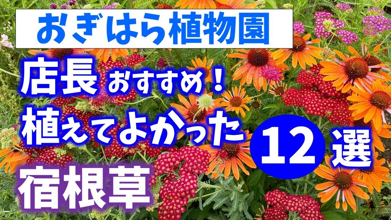 【おぎはら植物園のプロ直伝】初夏の庭！植えてよかった丈夫で花が美しい宿根草12選を紹介！ガーデニング ！あしかがフラワーパーク・代々木公園