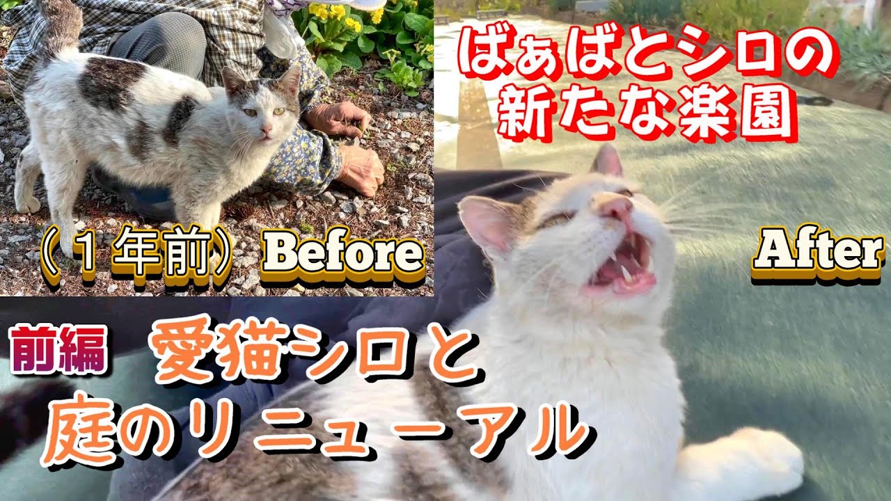 【母の退院準備】愛猫シロと迎える庭のリニューアル：母に贈る新たな楽園〈前編）【オリジナル曲】