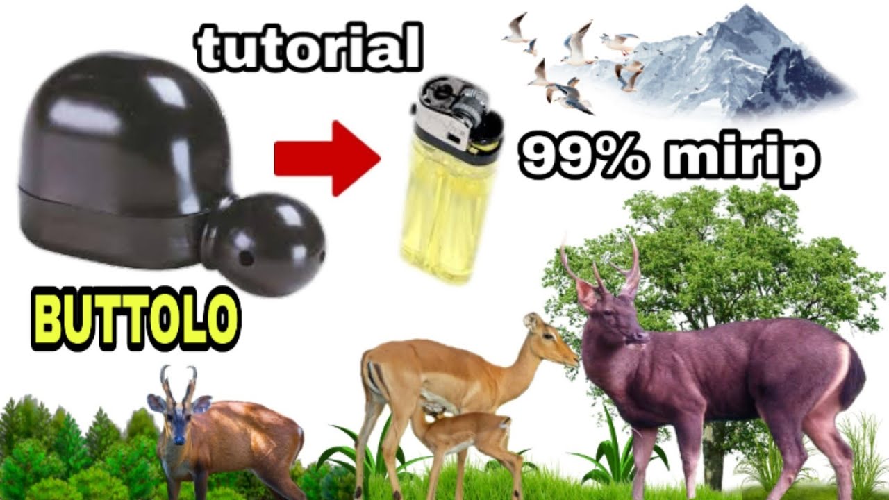 BUTTOLO (tutorial TIUPAN rusa dan antelop) - bagas malindo