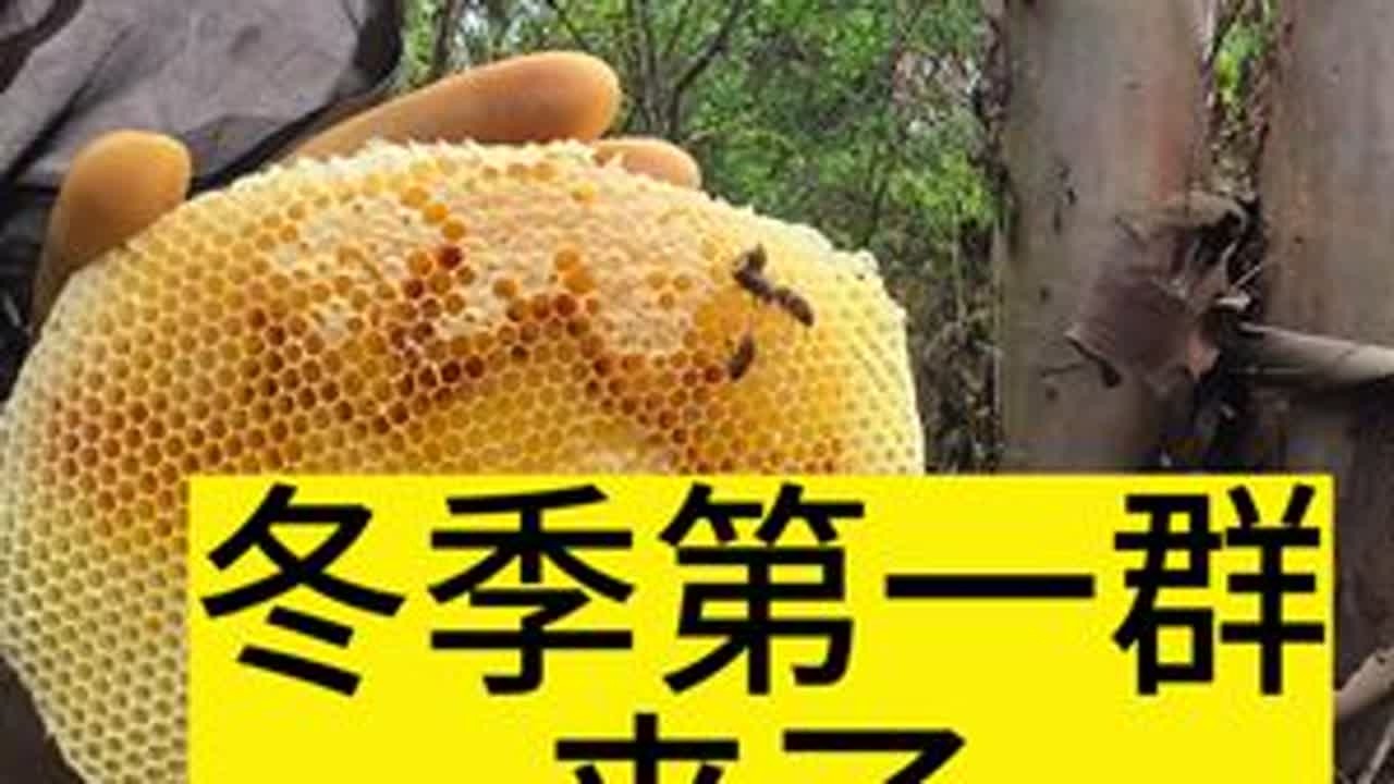 冬季分蜂期终于到了！大流蜜开始，这窝才来了几天就有封盖蜜了！ #蜜蜂#诱蜂#养蜂#诱蜂蜡