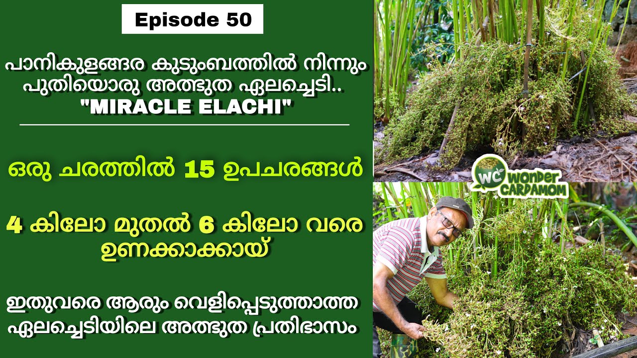 WONDER CARDAMOM/Episode 50/ Details of New Cardamom Variety 'Miracle Elachi'/ Panikulangara Family