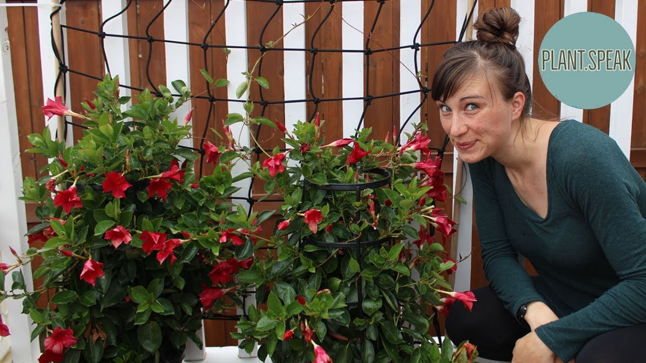 Mandevilla sanderi - how to grow/rocktrumpet/tropical climbers/plant profile