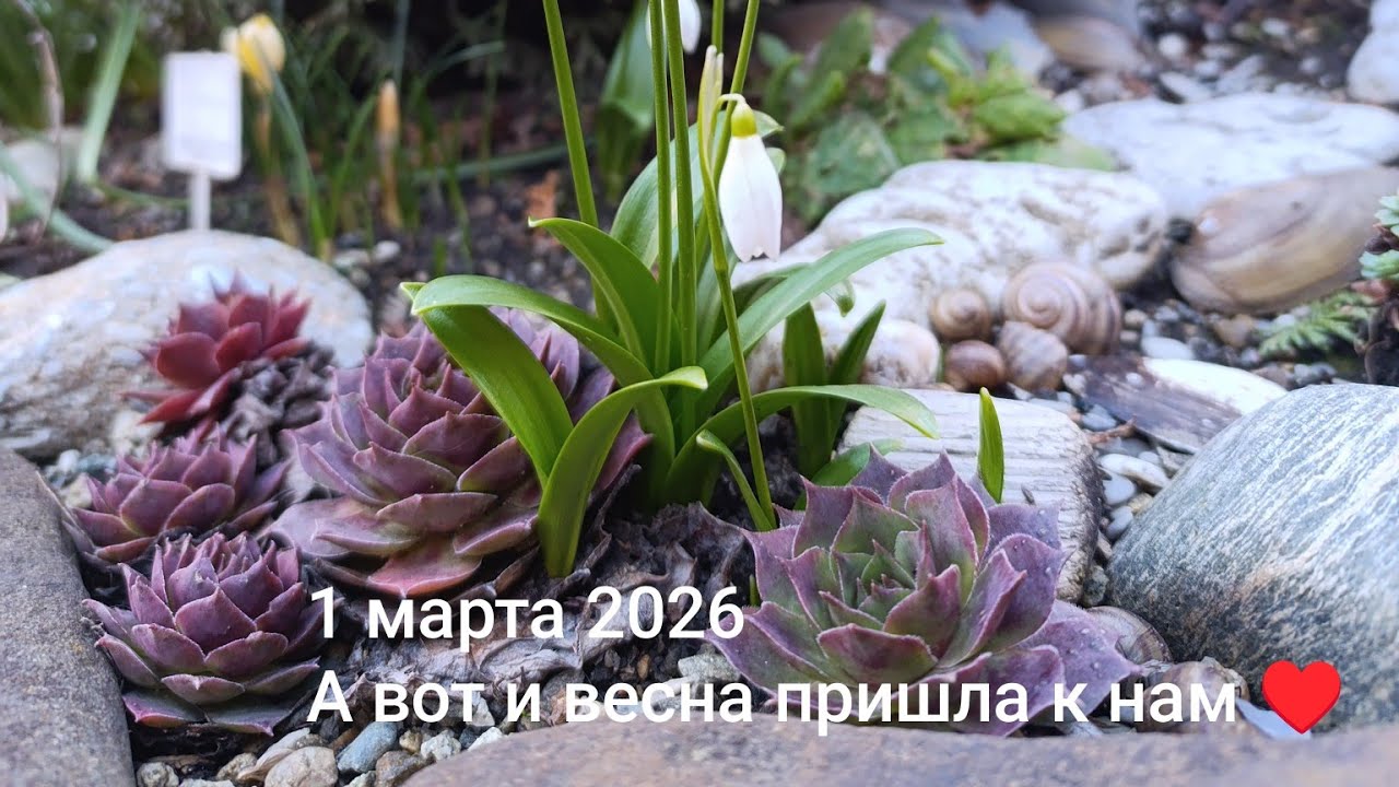 Вот и весна пришла к нам🥰 показываю,что уже распустилось и радует глаз 🤗1 марта 2026🌸#flowers #цветы
