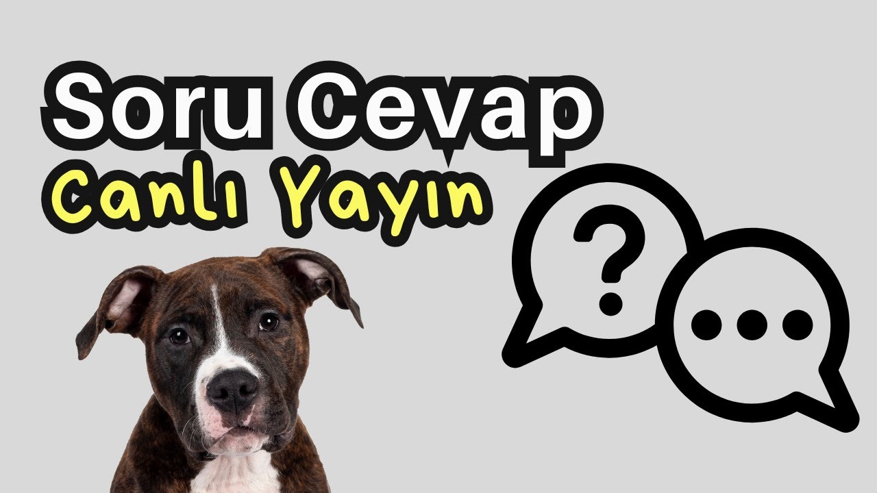 Soru&Cevap || 10 Şubat 2026 #köpekadam #dog
