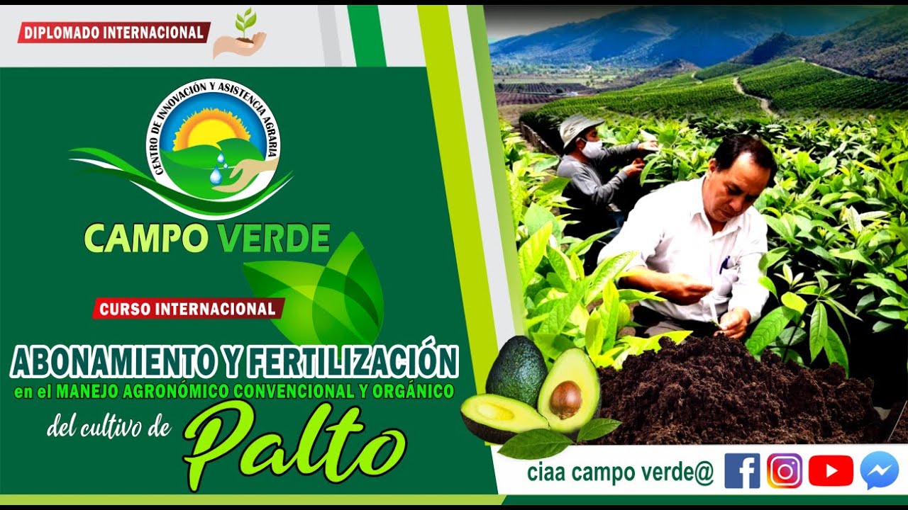 ✅ABONAMIENTO Y FERTILIZACIÓN EN EL MANEJO AGRONÓMICO CONVENCIONAL Y ORGÁNICO DEL CULTIVO DE PALTO