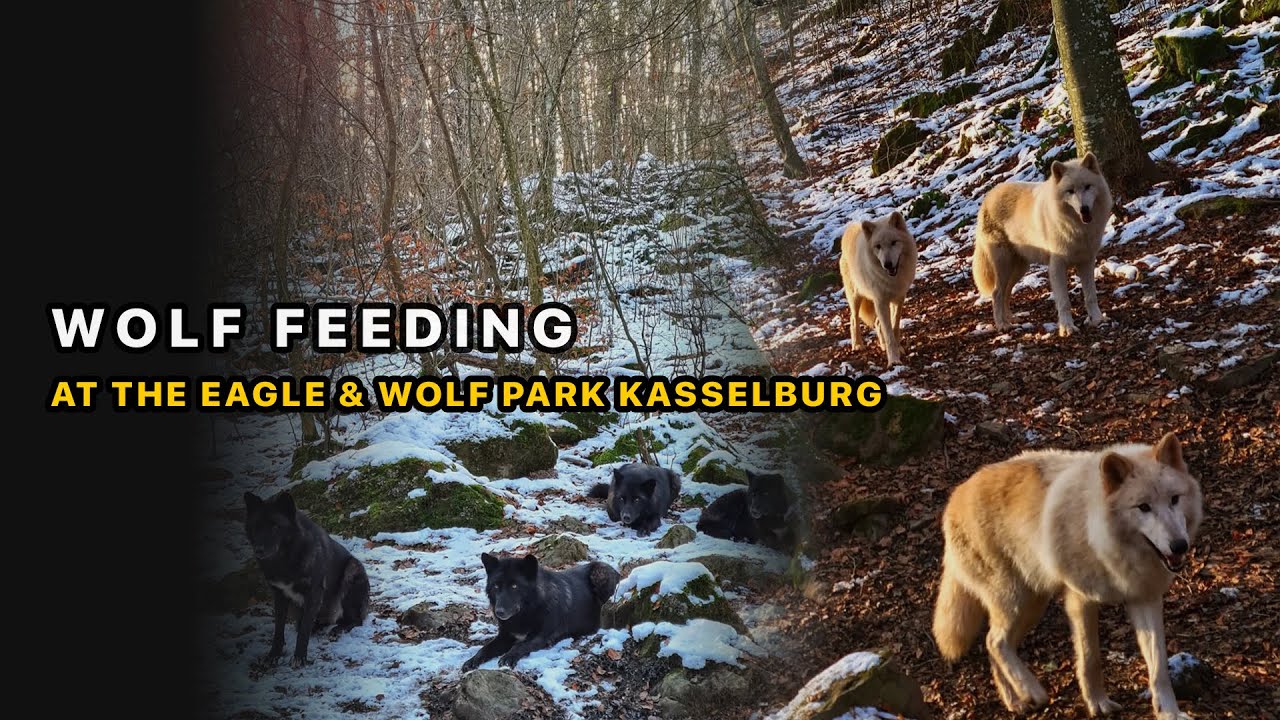 Wolf Feeding — Adler & Wolfspark Kasselburg bei Pelm, Germany