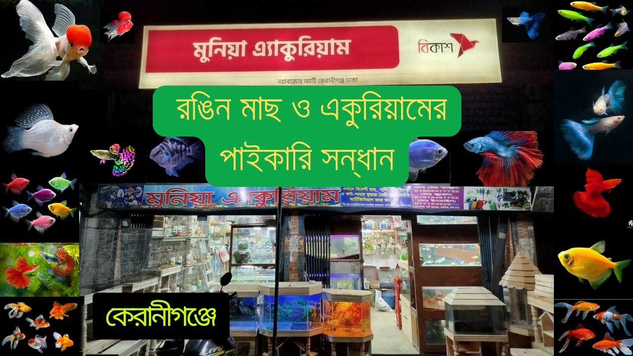 পাইকারি দামে একুরিয়াম ,মাছ ও বিড়ালের এক্সেসরিজ কিনুন | Aquarium Fish Price In Bangladesh| StartupBD