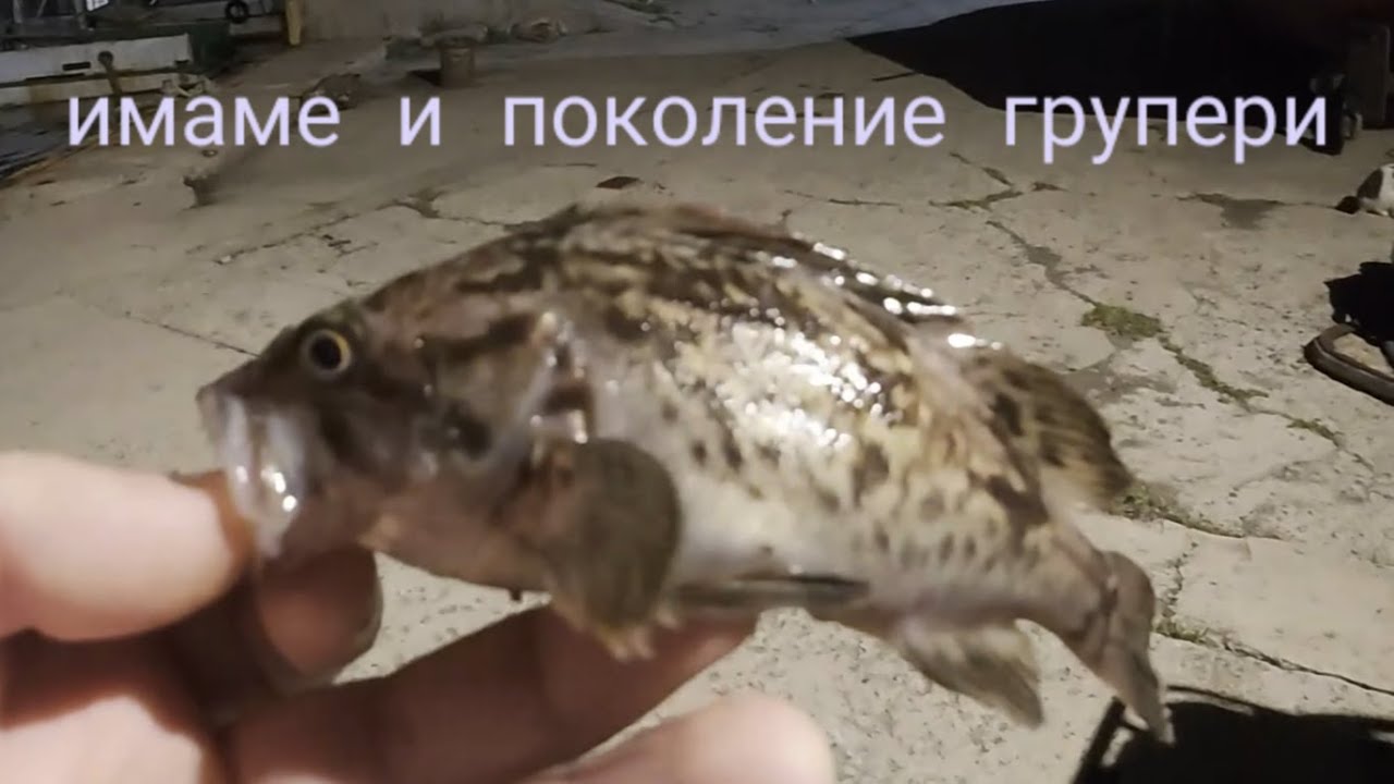 Риболов на сафрид със силикон - 22.11.25