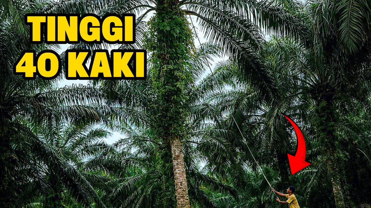 Cara Panen Sawit Pokok Tinggi - Awas Jangan Sampai Salah Cara! 