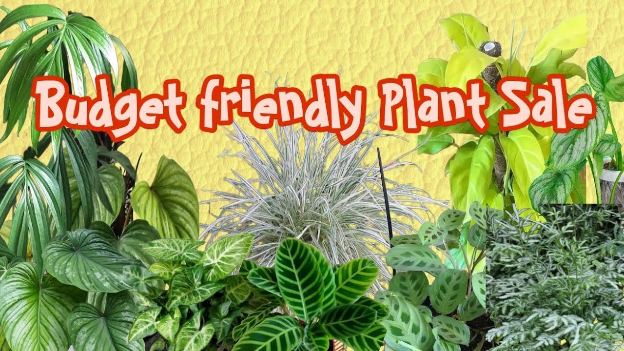 Budget Friendly Plant sale, For order whats App -6282800870