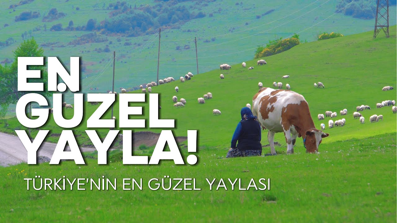 Türkiye’nin en temiz yaylası diye düşündüğüm Ordu Uluvahta Yaylası yolculuğuna hoş geldiniz 🌿✨