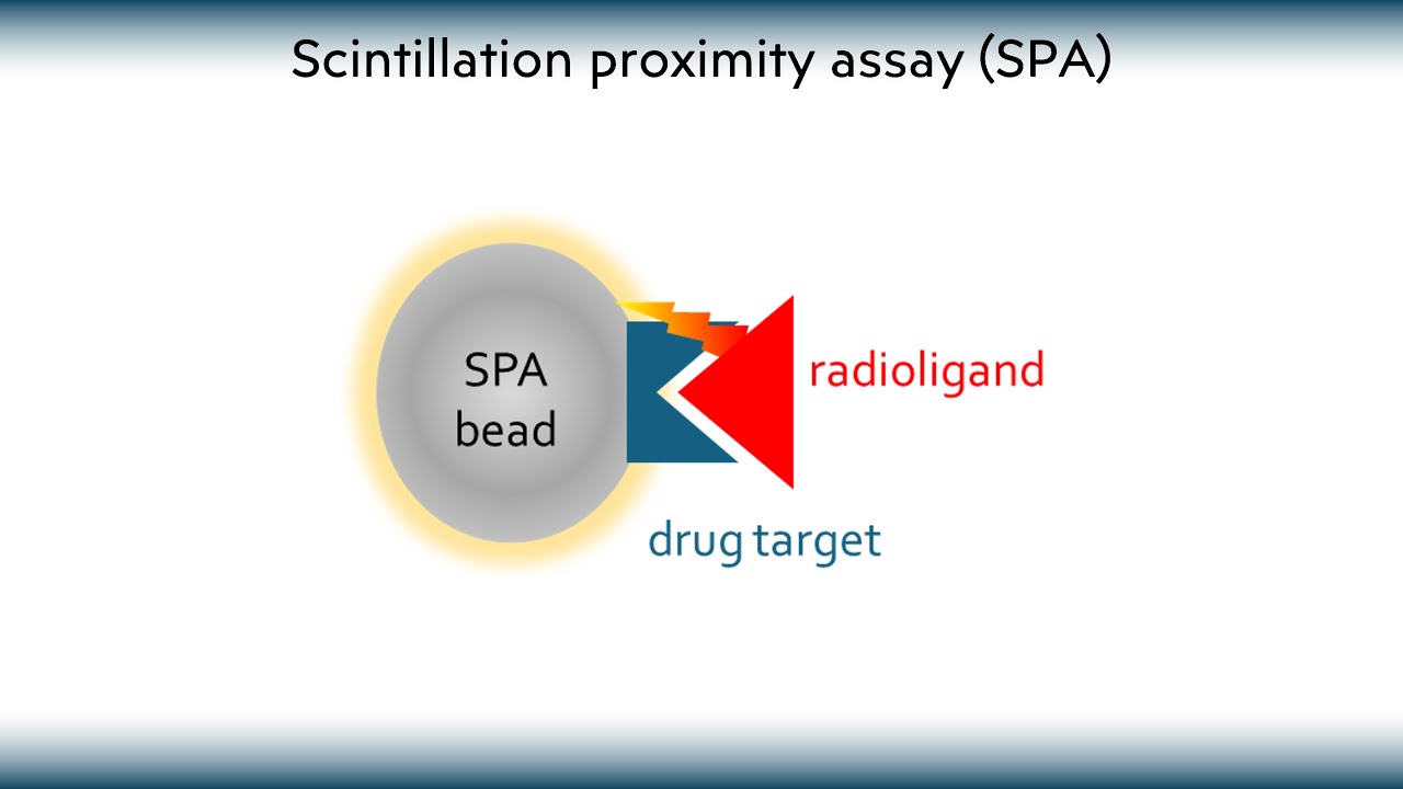 Scintillation proximity assay.  What it is, how it works and what it is used for.