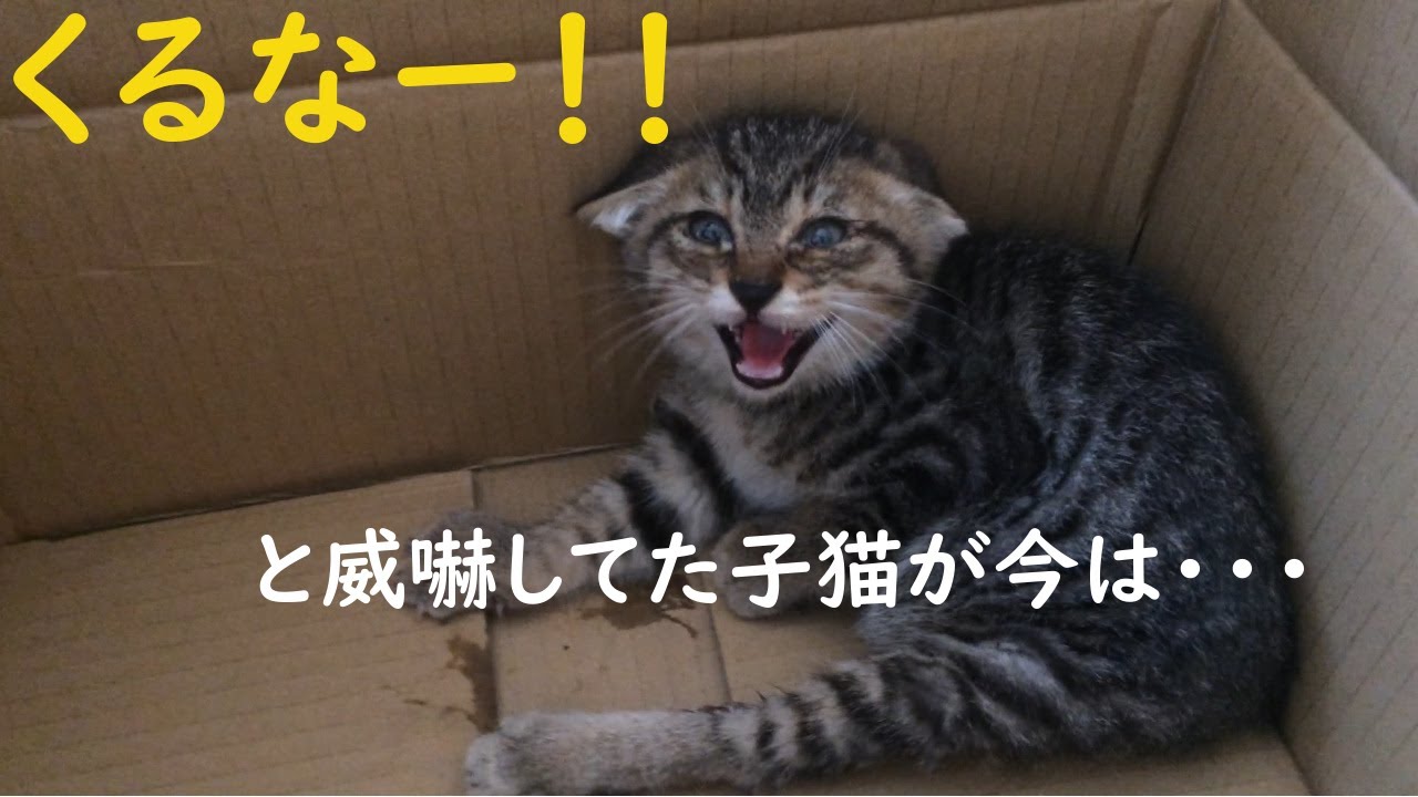 保護直後、超威嚇してた子猫が今は甘えん坊猫になった件ｗ