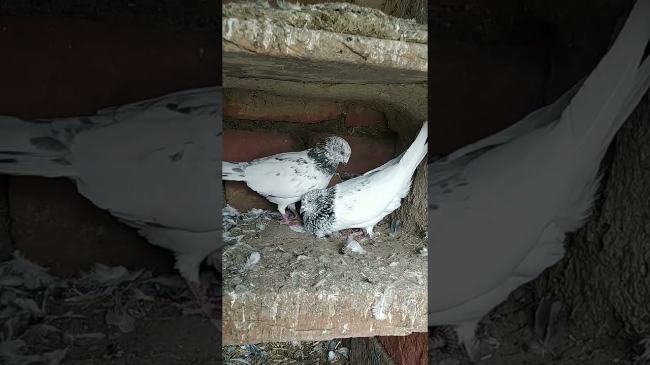 pigeons tips🕊🕊🕊😍😍😍😍