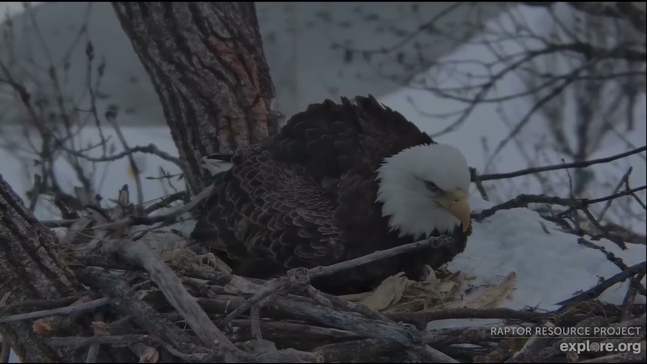 Decorah Eagles 2-21-26, 5:03 pm Egg #2 of 2026 season
