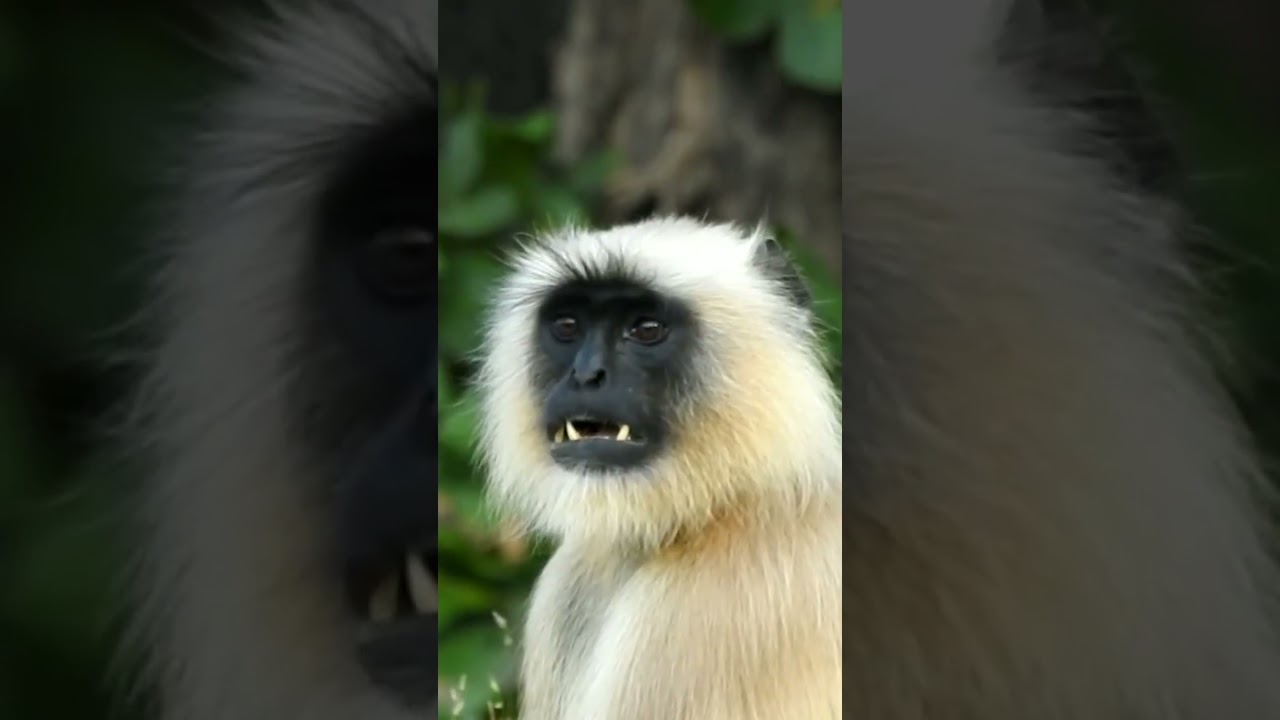 Angry Langoor!!