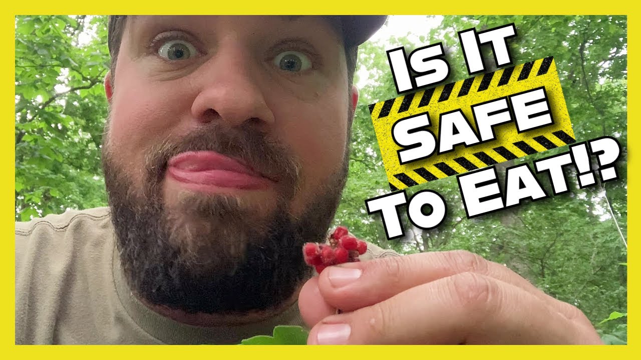 How to Identify Fragrant Sumac | Avoid Look-Alikes & Enjoy Berries Safely!