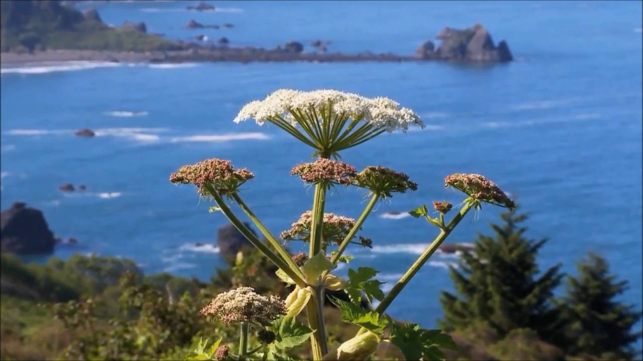 CRESCENT CITY: The Magical Land of Giants