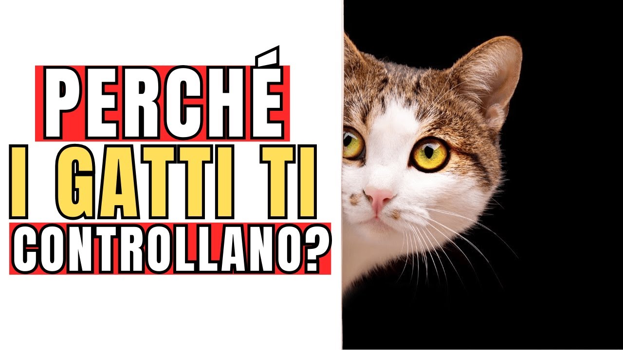 Perché il tuo gatto continua a voler sapere come stai? 👀