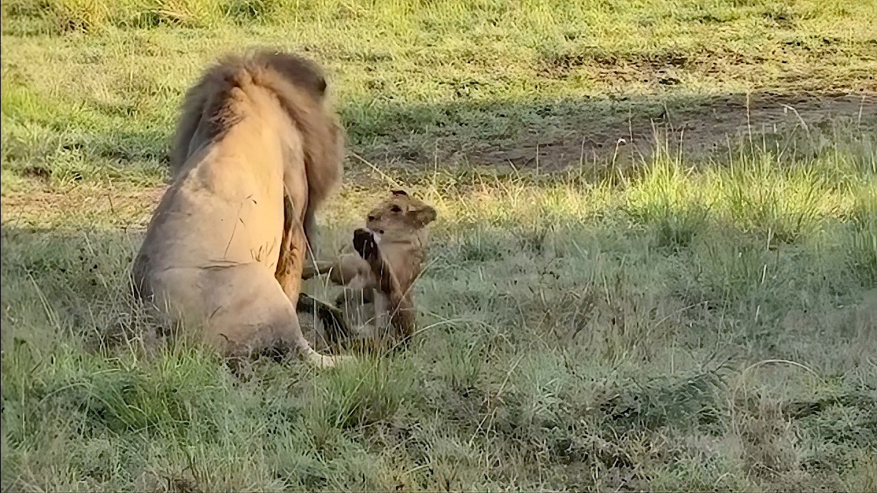 This is why Male lions don't play with their cubs