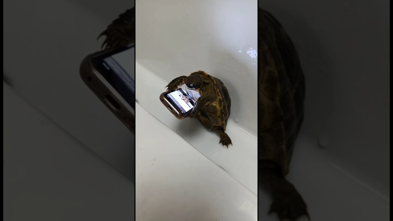 Sa&ccedil;ma Bir Video İ&ccedil;in Arkadaşlarını Eken Patates Marullah... #shorts