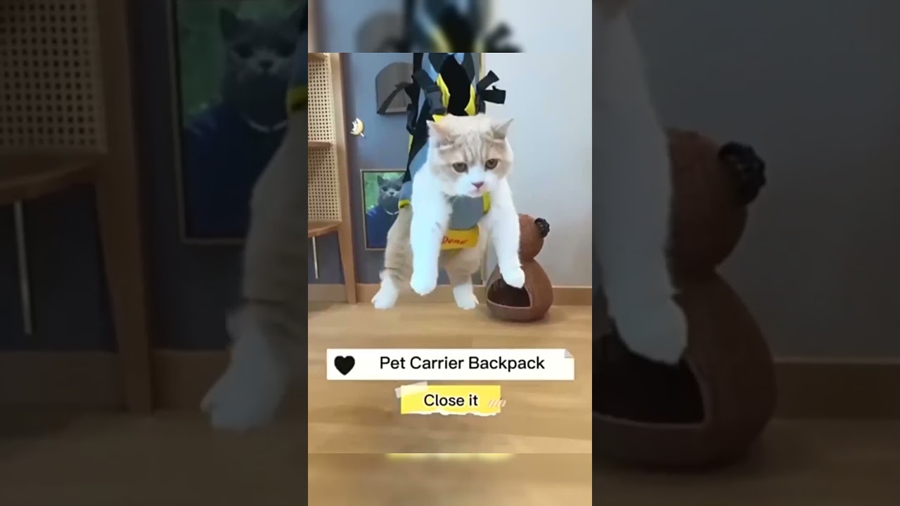 Budget-Friendly Pet Products That Actually Work 💰   🔗 is  on My profile 🐢   