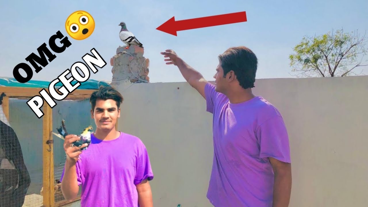 First Time Kbooter Pkra 😊| i am Catching a pigeon ❤️