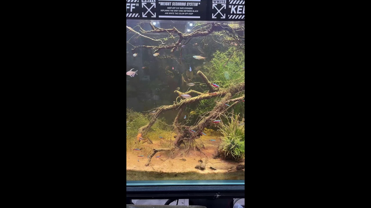 安安直播