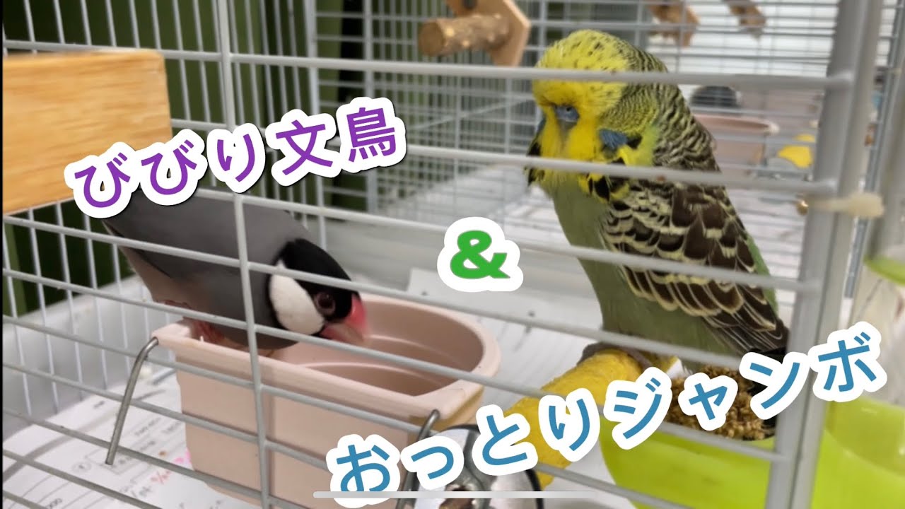止まり木変えてパニックのびびり文鳥&おっとりジャンボ