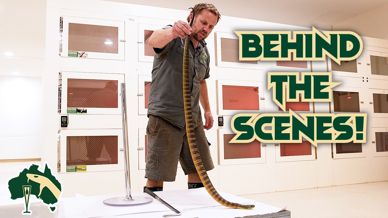 Meet Our Lifesaving Venomous Snakes! | Venom Diaries