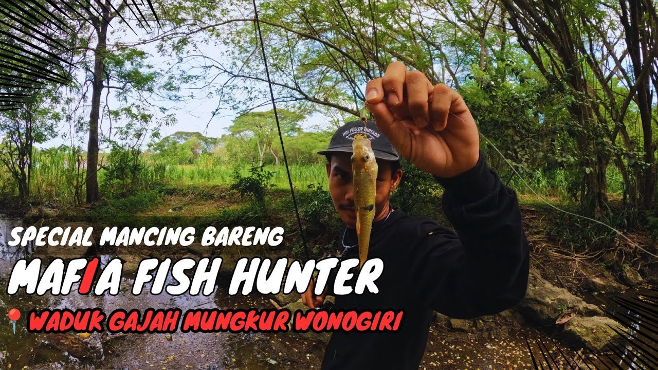 MANCING BARENG MAFIA FISH HUNTER DI WADUK GAJAH MUNGKUR🤩 DAN STRIKE HAMPALA BERKALI KALI
