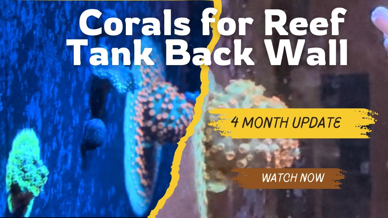 Corals on Reef Tank Back Wall: 4 Month Update