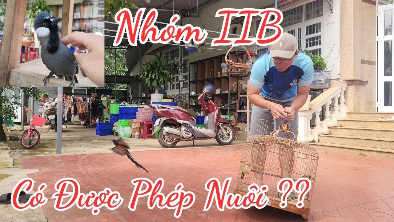 ⭕ NHÓM IIB có ĐƯỢC PHÉP nuôi không ?? | Lưu Tam- Birds & Garden Life