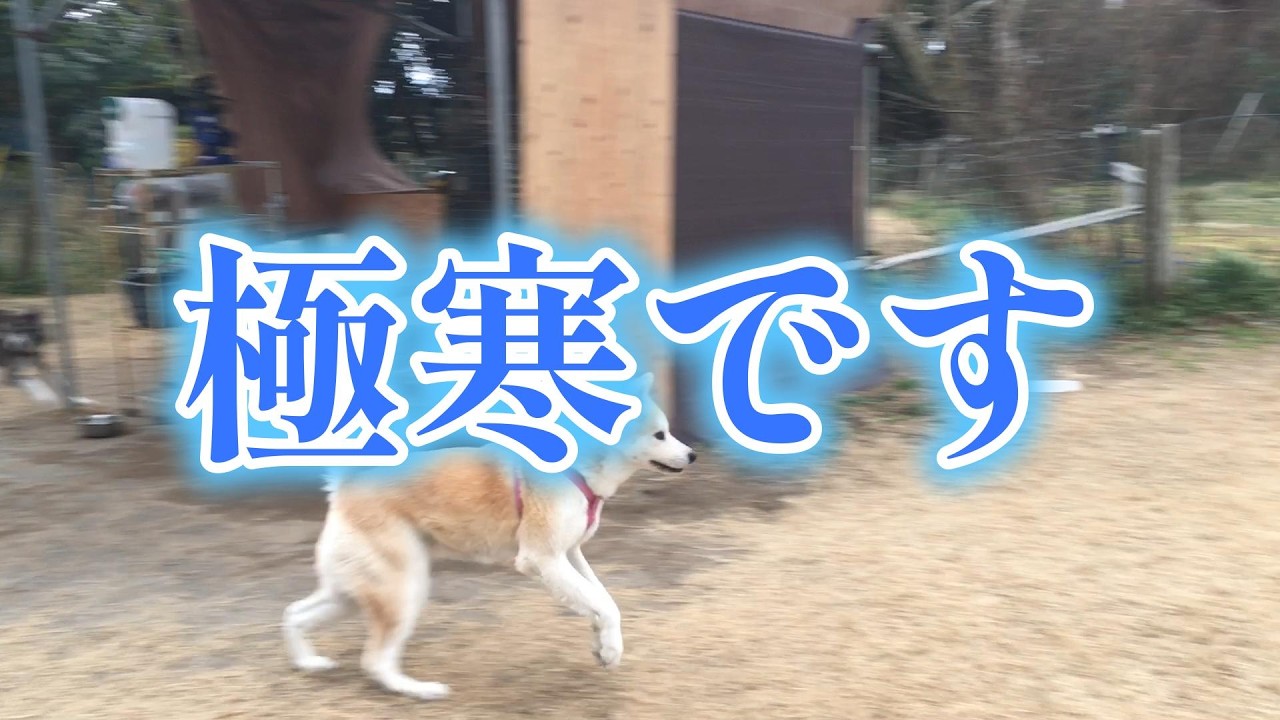 #2 【極寒】秋田犬の真骨頂