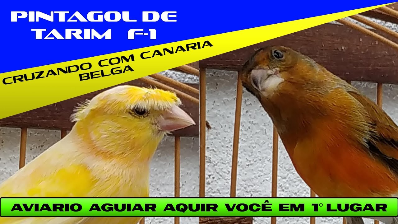PINTAGOL DE TARIM  F1 CRUZANDO COM CANÁRIA BELGA                            1º DE ABRIL 2022