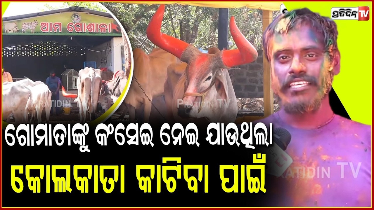 ଏଇ ଗୋମାତା ଙ୍କୁ କଂସେଇ ନେଇ ଯାଉଥିଲା , କୋଲକାତା କାଟିବା ପାଇଁ l Unique Holi Celebration at Patrapada , BBSR