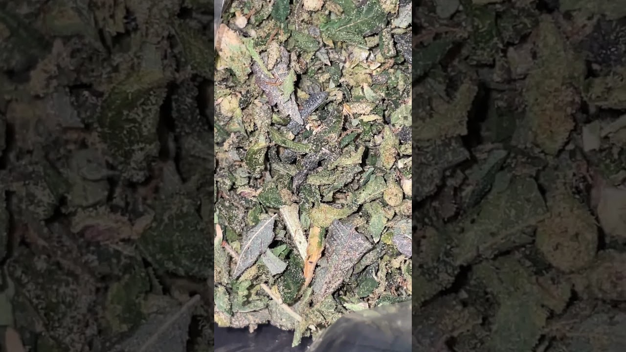Bay smokes thca trim #fypシ゚viral #fyp #baysmokes#thcareview