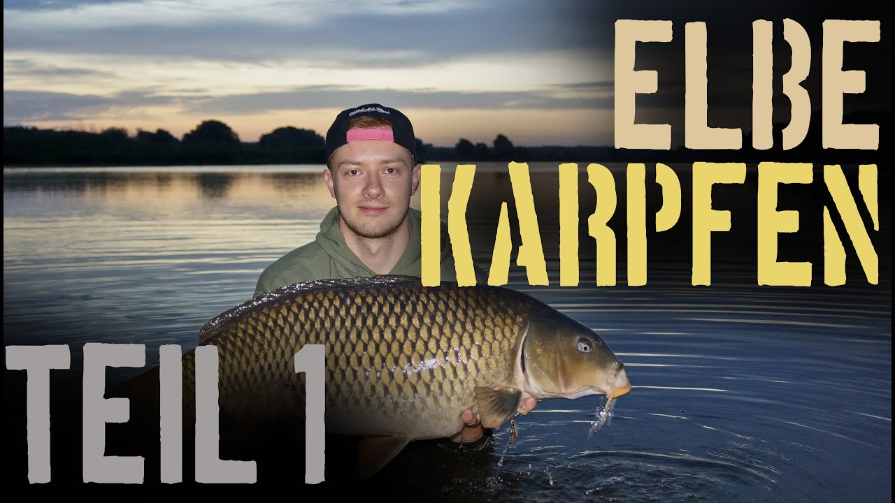 Karpfenangeln an der Elbe – Magie eines Flusses PART I